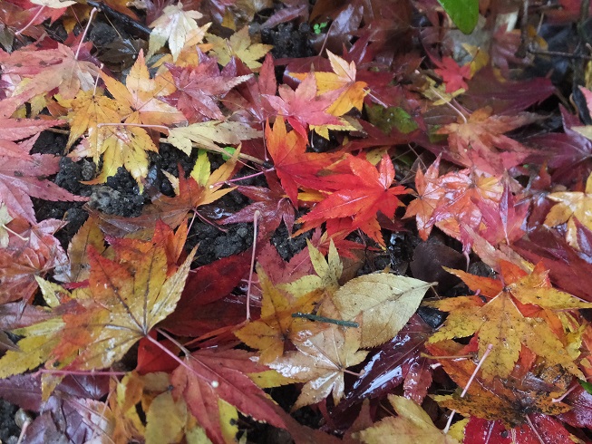 落葉の季節の草花遊び 日本玩具博物館