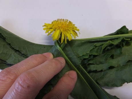 久しぶりの郷土玩具展 富山県こどもみらい館へ 日本玩具博物館