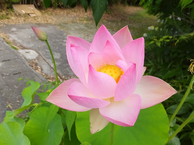 日本玩具博物館