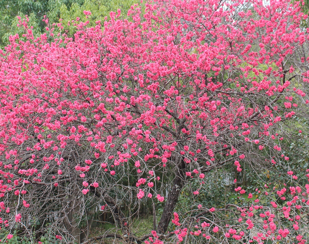 春の花に囲まれ 春爛漫の季節です 日本玩具博物館