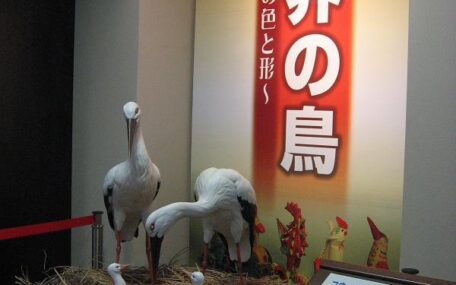 日本･モンゴル民族博物館「世界の鳥～その色と形～」