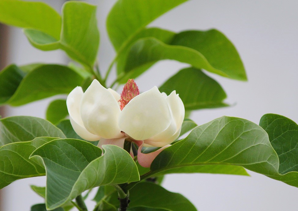 ヘイウッド　花の大百科事典　第一刷 今月のおもちゃ・6月」を公開しています | 日本玩具博物館